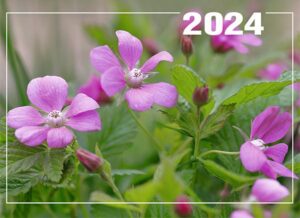 Päivän seinäkalenteri 2024 Päivän seinäkalenteri 2024